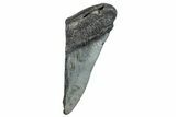 Partial Megalodon Tooth - South Carolina #272573-1